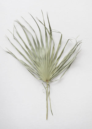 
            
                Load image into Gallery viewer, Dried Fan Palm Leaf
            
        